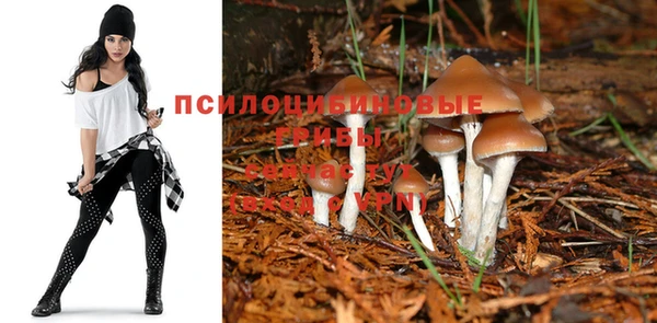 прущие грибы Богданович